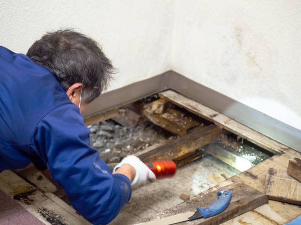 Best Same-Day Mold Removal  in Benld, IL