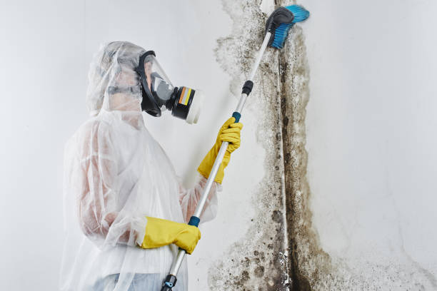 Best Mold Cleaning Services  in Benld, IL