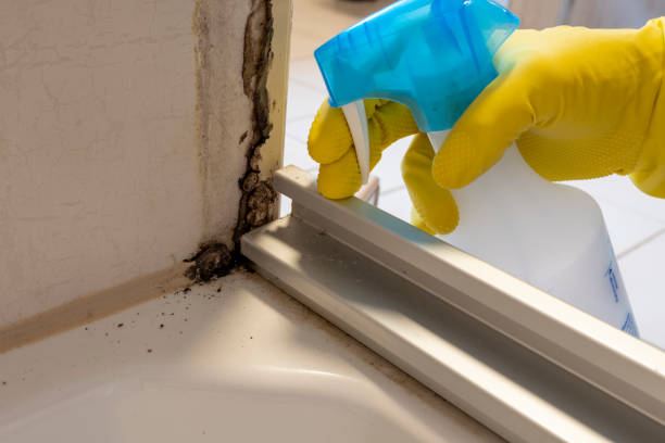 Best Local Mold Removal Service  in Benld, IL