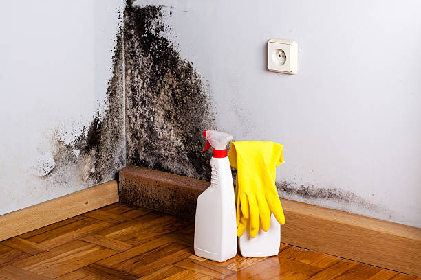 Best Fast Mold Removal  in Benld, IL